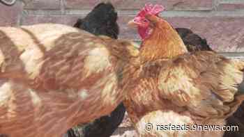 Avian flu spreading in Colorado