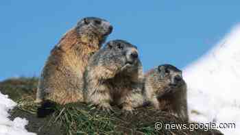 Klimawandel: In den Alpen leiden Murmeltier, Steinbock, Schneehuhn - WELT