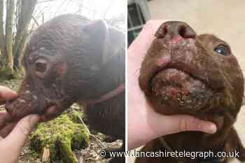 Lancaster man jailed for allowing animal to suffer and breaching ban