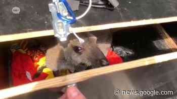 Vermiste tweede Wallaby vanmorgen gevangen in Herent: "Het dier ... - ROB-tv