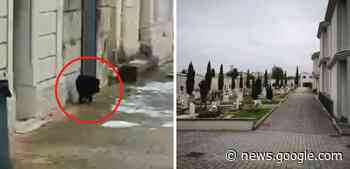 Campobasso, un cinghiale “passeggia” al cimitero - TeleAmbiente TV