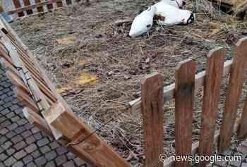 Parabiago. Distrutto il Presepe di piazza Maggiolini - Sempione News