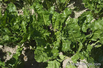 Néonicotinoïdes : le Royaume-Uni donne son feu vert pour la ... - Réussir