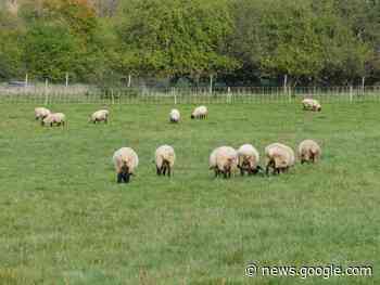 Nußloch: Investoren-Pläne für Supermarkt und Wohnbebauung mit ... - Internet-Zeitung Leimen Nussloch Sandhausen