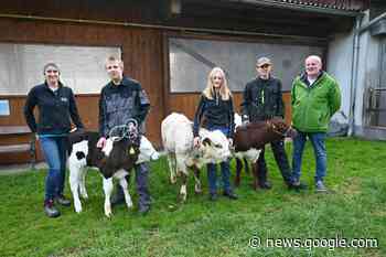 Kuhstall wird artenreicher: Neue Rinderrassen im Lehrstall der ... - meinbezirk.at