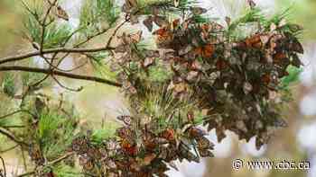 Monarch butterfly numbers plummet despite recovery last winter, but 1 year never tells the whole story