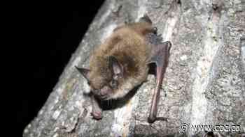 A deadly, unstoppable fungus is likely to decimate Alberta's bat population. Here's what we know