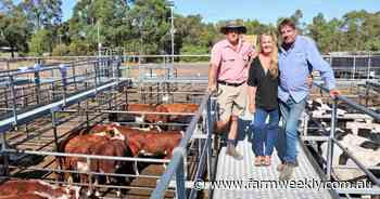 Beef steers in demand at Boyanup