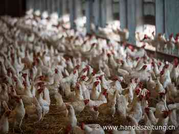 Schweizer Bauern setzen vermehrt auf Pouletfleisch