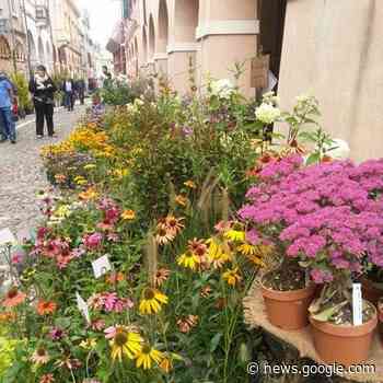 Torna a Guastalla l’appuntamento con la mostra – mercato di ... - 24Emilia
