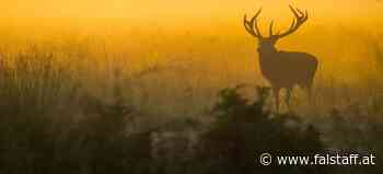 100. Jägerball: Herbert Sieghartsleitner im Interview über die Zukunft der Jagd