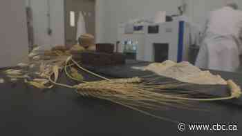 Can we ferment our way to more food security?