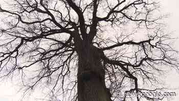 Bürgerbegehren zur alten Eiche in Heide nicht zulässig - NDR.de