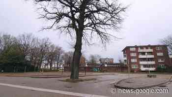 Heide: Bürgerbegehren gegen Fällen einer Eiche nicht zulässig - NDR.de