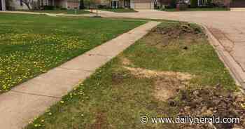 Lake Zurich's plan to replace trees killed by ash borer to conclude after 12 years