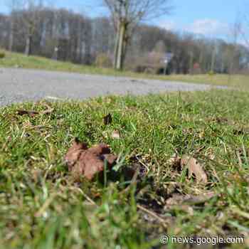 Senden: Ärger über Hundehaufen - RADIO KIEPENKERL - Radio Kiepenkerl