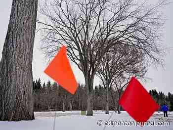 Thursday's letters: Do 200 trees in Hawrelak Park have to go?