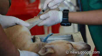 Capivari de Baixo realiza quase 200 castrações de forma gratuita - Sul. Agora