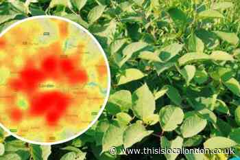 Map of Japanese Knotweed hotspots in South East London