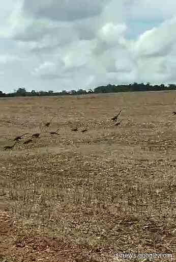 Internautas do Portal Rondon filmam bando de quatis na Linha ... - Portal Rondon