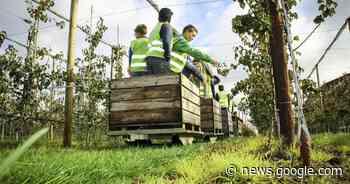 Leerlingen De Boemerang leren appels plukken tijdens 'Plukvers ... - Het Laatste Nieuws