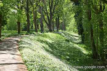 In Mannheim wird um die Sanierung des Rheindamms gestritten - Heilbronner Stimme