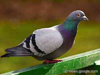 Taube legt Hauptbahnhof Mannheim lahm - Regenbogen