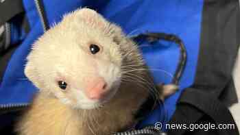 Mannheim: Polizei findet Frettchen "Fred" in Sporttasche - SWR Aktuell