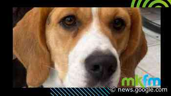 Appeal to help find dog who went missing on walk near Milton Keynes - MKFM