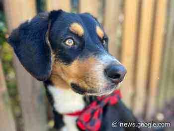 Sloane Heffernan: Meet Milton - WRAL News