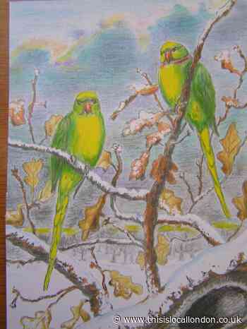 Nature Notes: Parakeets - the Marmite of the avian world