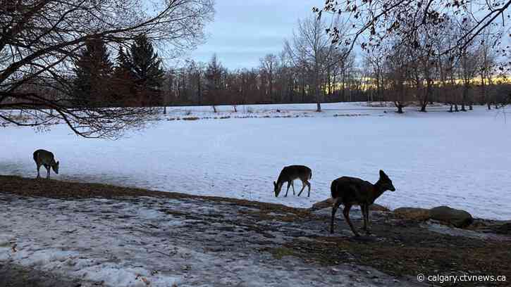 Colder weather around the corner for Calgary after a warm Thursday
