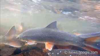 Die Nase fühlt sich in der Nidda wieder wohl - Wetteraukreis - fnp.de