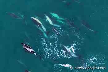 Aerial footage gets closer look at dolphins in Cornwall - Falmouth Packet