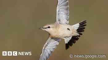 Rare Gobi Desert bird visits Devon and Cornwall - BBC