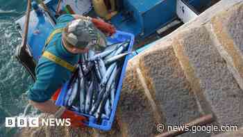 Cornwall fishermen offered grant scheme to cover training - BBC