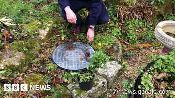 Cornwall residents living in fear of septic tanks overflowing - BBC