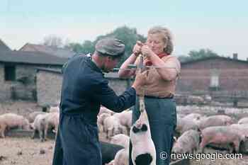 Deutsche Fleischarbeit: Wie unser Essen wurde, was es ist - vorwärts.de