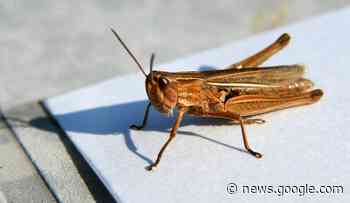 Grillen und Käferlarvenpulver: Was ab jetzt in unserem Essen sein darf - Berliner Zeitung