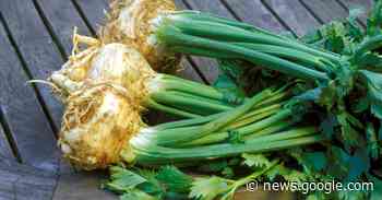 Kann man Sellerie roh essen? Einfach erklärt - BUNTE Ratgeber