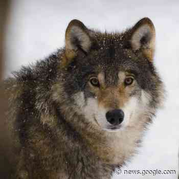 Wolf in Wermelskirchen - Jagdverein appelliert am Hundebesitzer - radioberg.de
