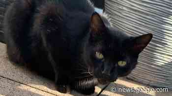 Wermelskirchen: Nach Einbruch fehlt Kater „Findus“ - Rheinische Post
