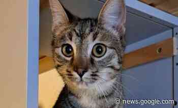 Zwei junge Katzen als Neuzugänge am Assisi-Hof - Tips - Total Regional