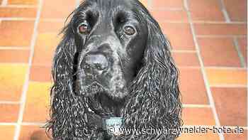 Egenhauser Haushalt: Bei Hundeesteuer liegt Gemeinde am unteren Ende
