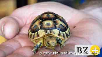 Der Amtsschimmel wiehert – Ilseder Schildkrötenvater vor Gericht