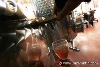 Millésime 2022: les vignerons de Provence s’adaptent au climat