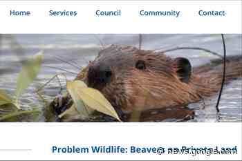 Beavers prompt landowner to offer property to Athabasca County - Town and Country TODAY