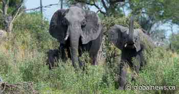 No cap on cats, but no elephants allowed: Here’s a look at Saskatoon’s animal rules