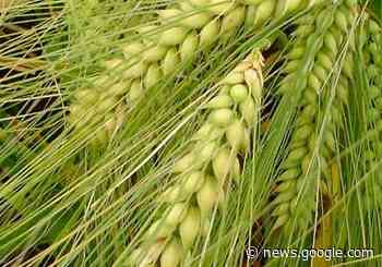 Avanzan siembras de temporal en la zona costa - Ensenada.net