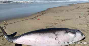 Localizan a cetáceo de aguas profundas varado en playa de ... - El Imparcial